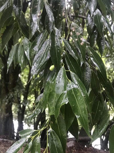 Cinnamomum osmophloeum, photographed by poyin