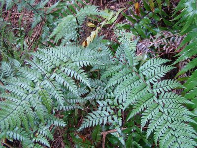 Polystichum neozelandicum, photographed by Lisa Bennett