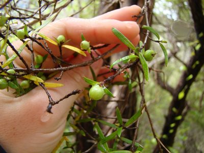 Coprosma linariifolia, photographed by Lisa Bennett