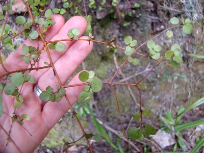 Coprosma crassifolia, photographed by Lisa Bennett