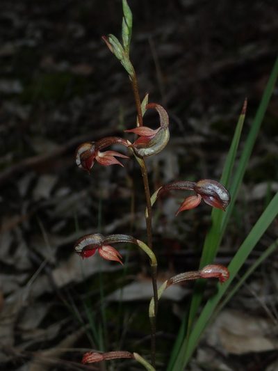 Pterostylis rufa, photographed by Thomas Mesaglio