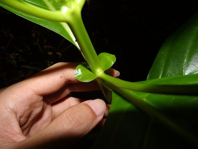 Mussaendopsis beccariana, photographed by Samuel Lee