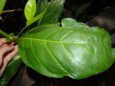 Mussaendopsis beccariana, photographed by Samuel Lee