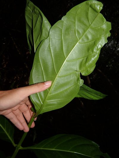 Mussaendopsis beccariana, photographed by Samuel Lee