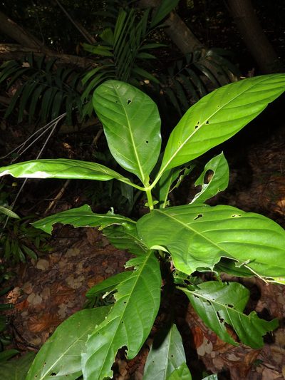 Mussaendopsis beccariana, photographed by Samuel Lee