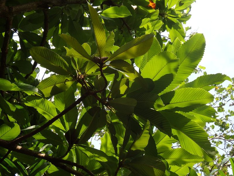 Dillenia indica, photographed by Samuel Lee