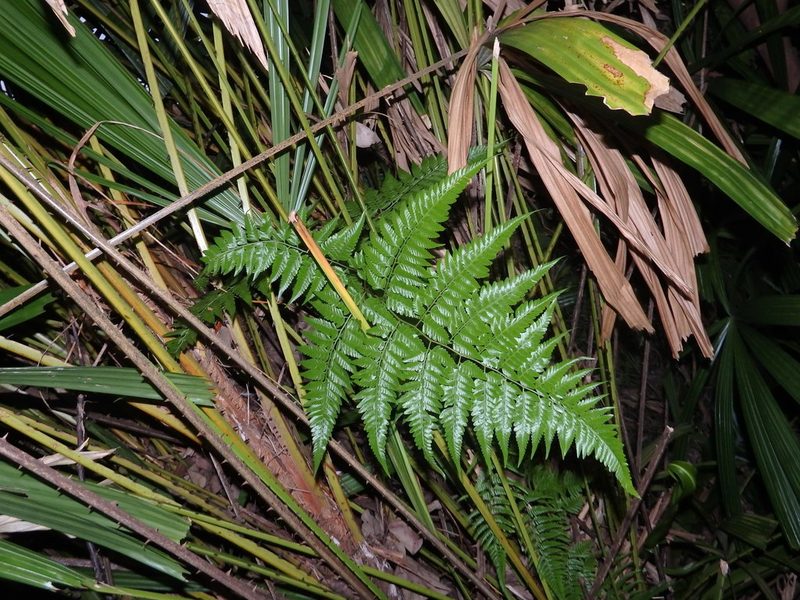 Davallia denticulata, photographed by Samuel Lee
