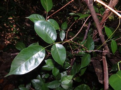 Derris trifoliata, photographed by Samuel Lee