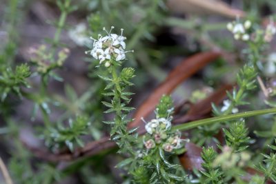 Hydrogalium confertum, photographed by Andrew Allen