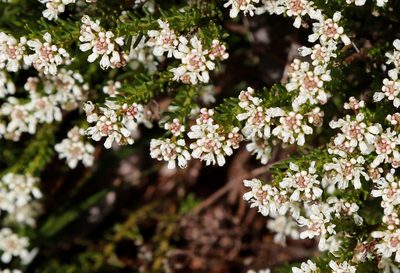 Poranthera ericoides, photographed by Margaret Langley