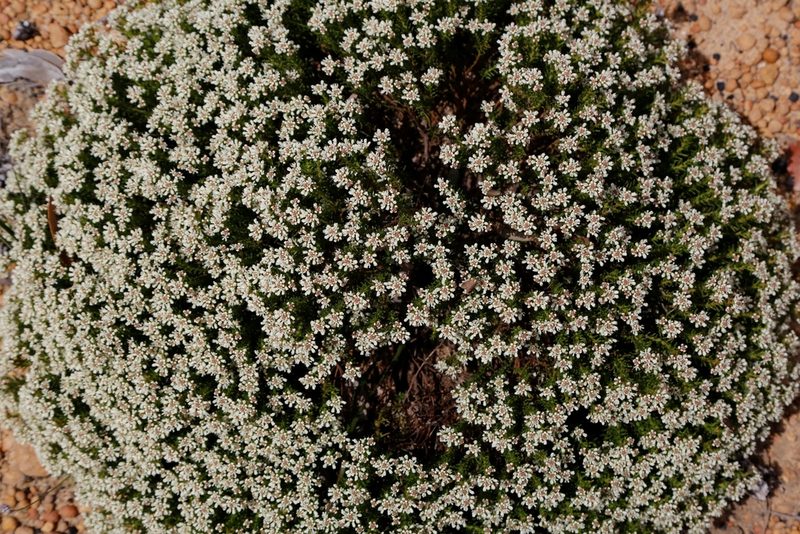 Poranthera ericoides, photographed by Margaret Langley