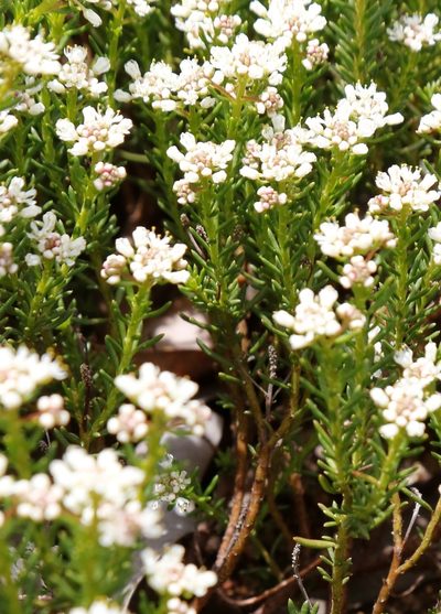 Poranthera ericoides, photographed by Margaret Langley