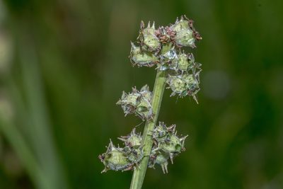 Acaena echinata, photographed by Andrew Allen