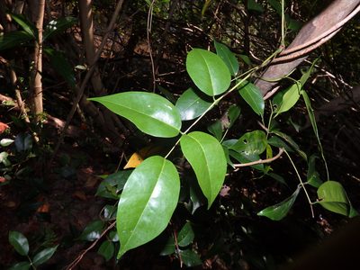 Derris trifoliata, photographed by Samuel Lee