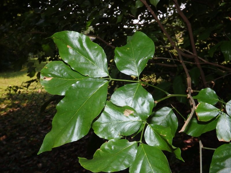 Cynometra ramiflora, photographed by Samuel Lee