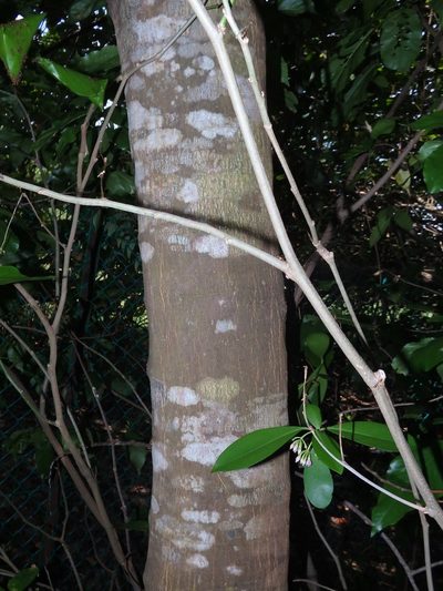 Cynometra ramiflora, photographed by Samuel Lee