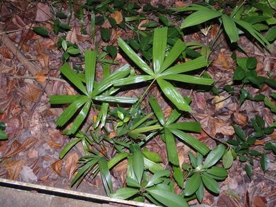 Licuala spinosa, photographed by Samuel Lee