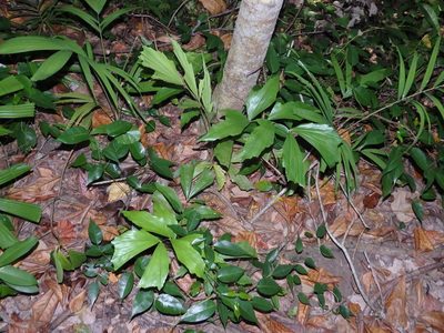 Caryota mitis, photographed by Samuel Lee