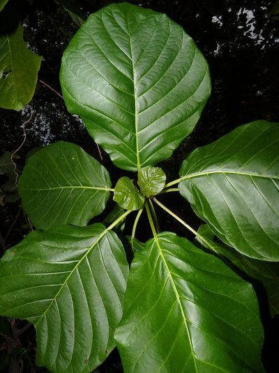 Claoxylon indicum, photographed by Samuel Lee