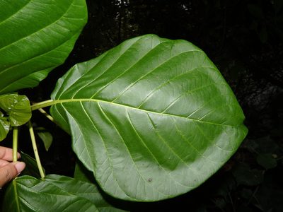 Claoxylon indicum, photographed by Samuel Lee