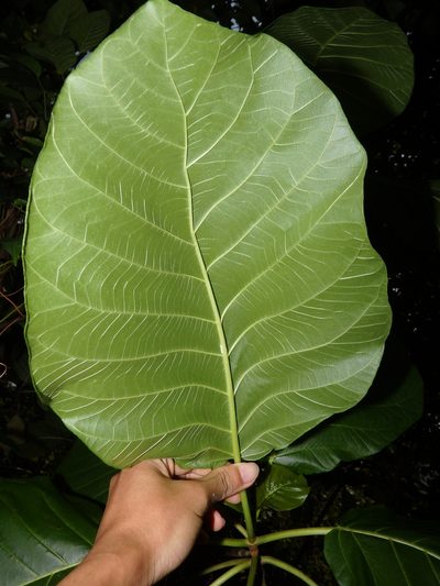 Claoxylon indicum, photographed by Samuel Lee