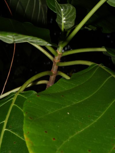 Claoxylon indicum, photographed by Samuel Lee