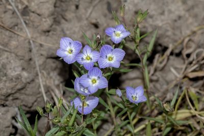 Veronica gracilis, photographed by Andrew Allen