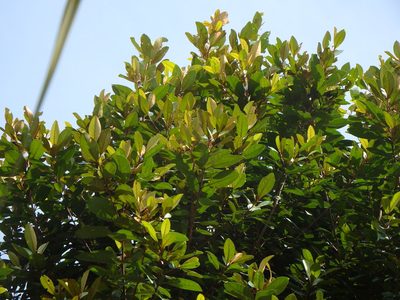 Planchonella obovata, photographed by Samuel Lee