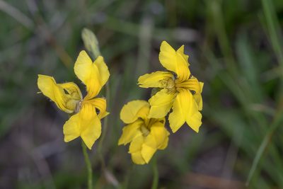 Goodenia pinnatifida, photographed by Andrew Allen