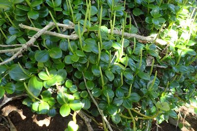 Peperomia urvilleana, photographed by Oscar Dove