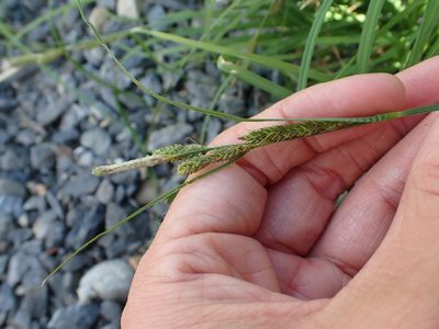 Carex kelloggii, photographed by Ellyne Geurts