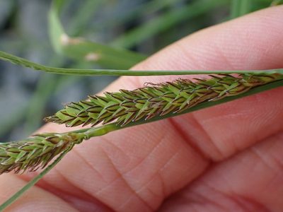 Carex kelloggii, photographed by Ellyne Geurts