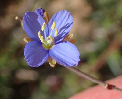 Heliophila linearis, photographed by Nicola van Berkel
