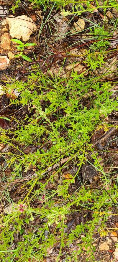 Krameria ixine, photographed by ritirene