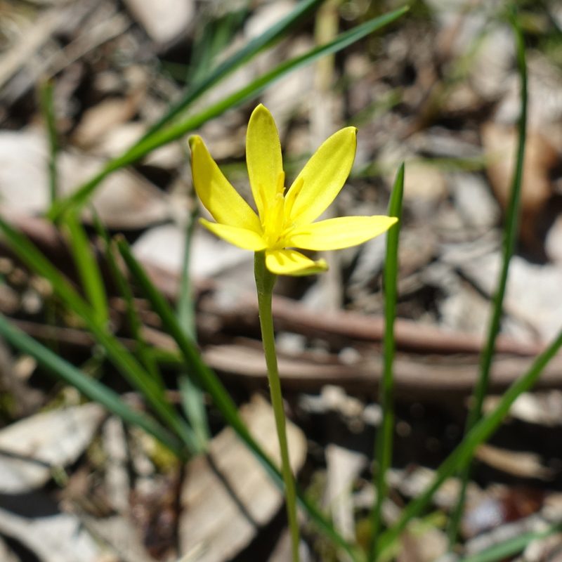 Pauridia vaginata, photographed by yatesy