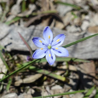 Chamaescilla corymbosa, photographed by yatesy