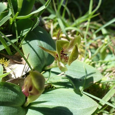 Chiloglottis valida, photographed by yatesy