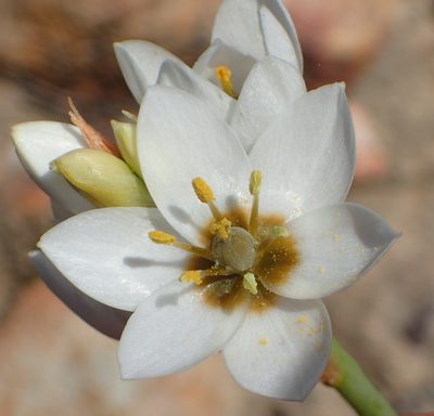 Eliokarmos dubius, photographed by Nicola van Berkel
