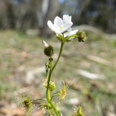 Drosera gunniana, photographed by yatesy