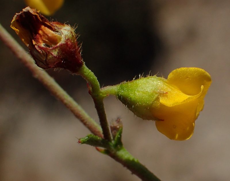 Hermannia alnifolia, photographed by Nicola van Berkel