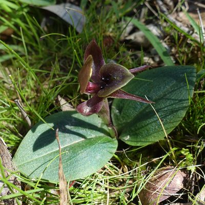 Chiloglottis valida, photographed by yatesy