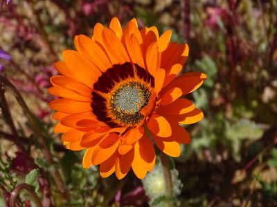 Arctotis fastuosa, photographed by Peter Warren