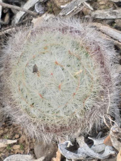 Crassula barbata, photographed by kevin koen