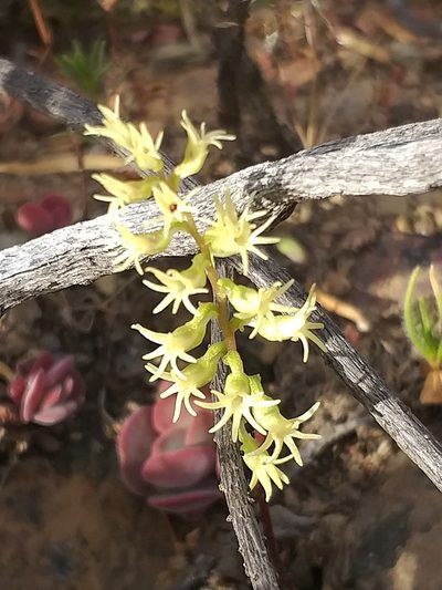 Holothrix secunda, photographed by kevin koen