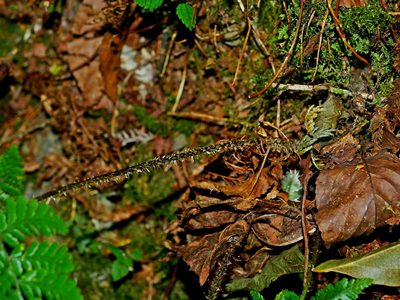Dryopteris hendersonii, photographed by Jacy Chen