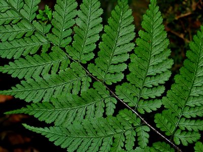 Dryopteris hendersonii, photographed by Jacy Chen