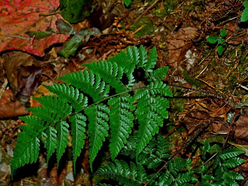 Dryopteris hendersonii, photographed by Jacy Chen