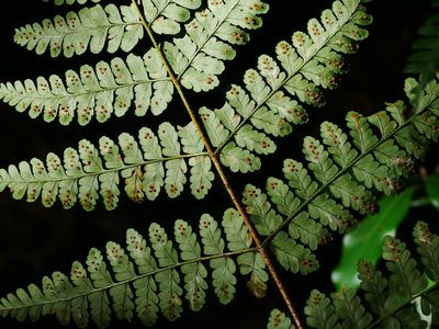 Dryopteris squamiseta, photographed by Jacy Chen