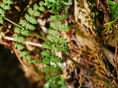 Dryopteris squamiseta, photographed by Jacy Chen