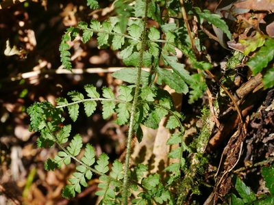 Dryopteris squamiseta, photographed by Jacy Chen
